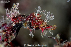 Xmas Pygmy pipe-horse. This specie can be found only in S... by Gaetano Gargiulo 